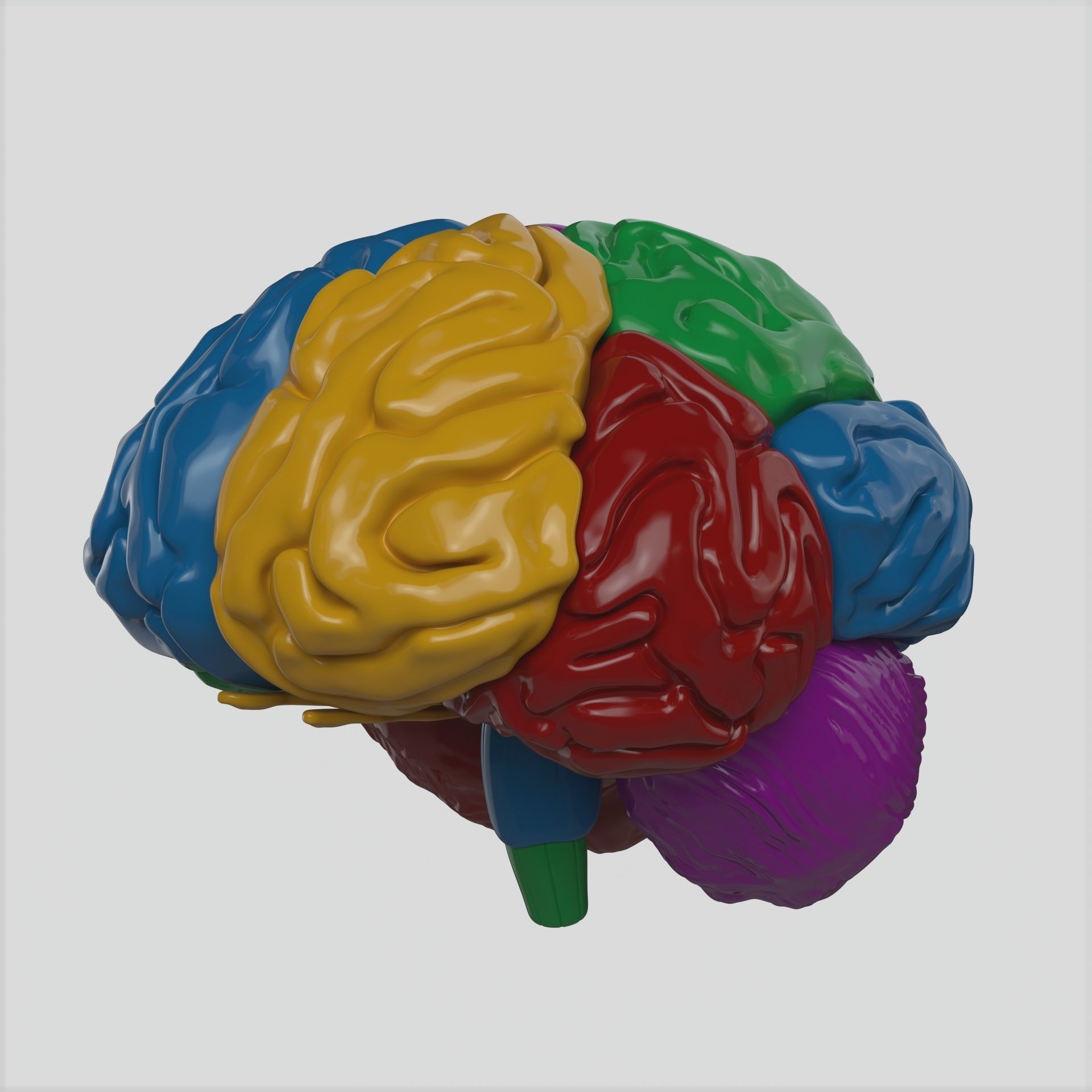 Brain human 3D model_7