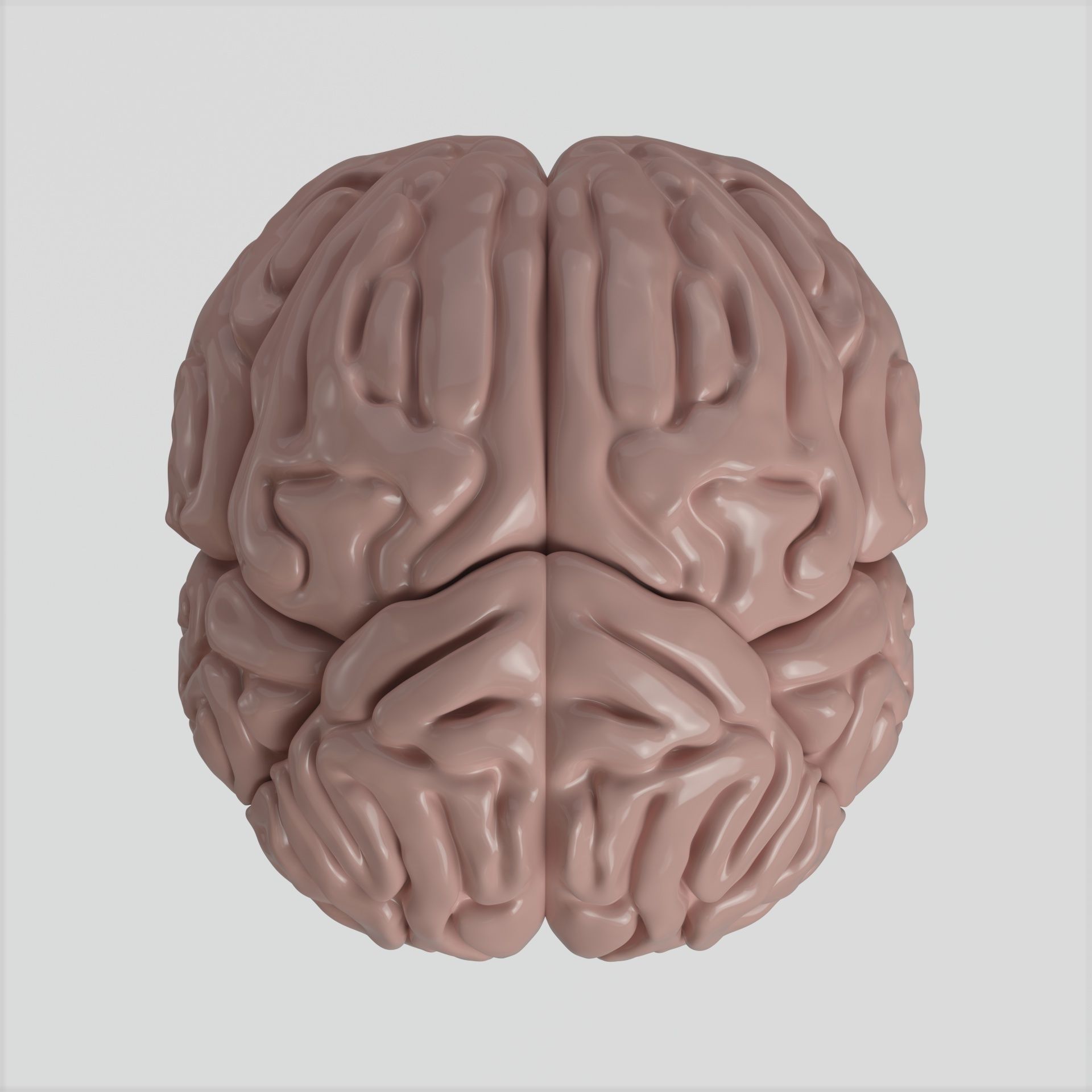 Brain human 3D model_6