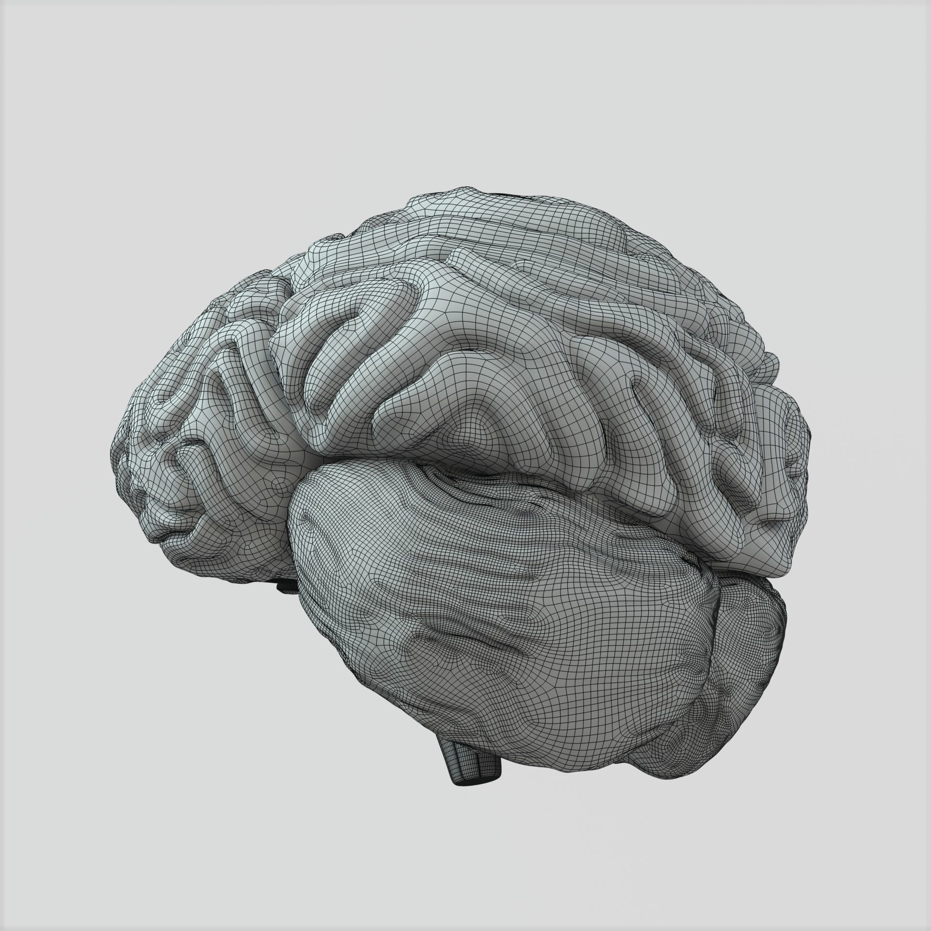 Brain human 3D model_11