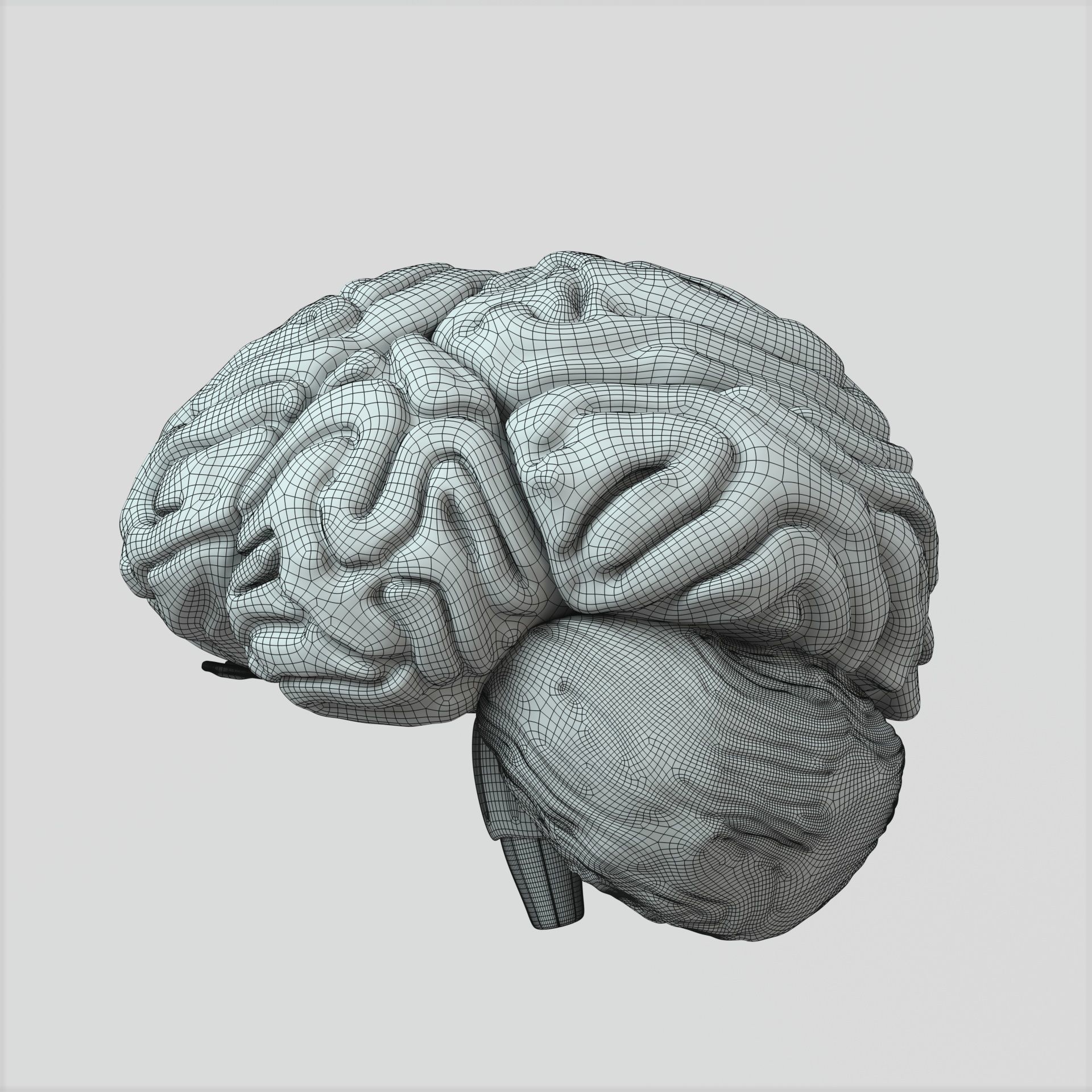 Brain human 3D model_9