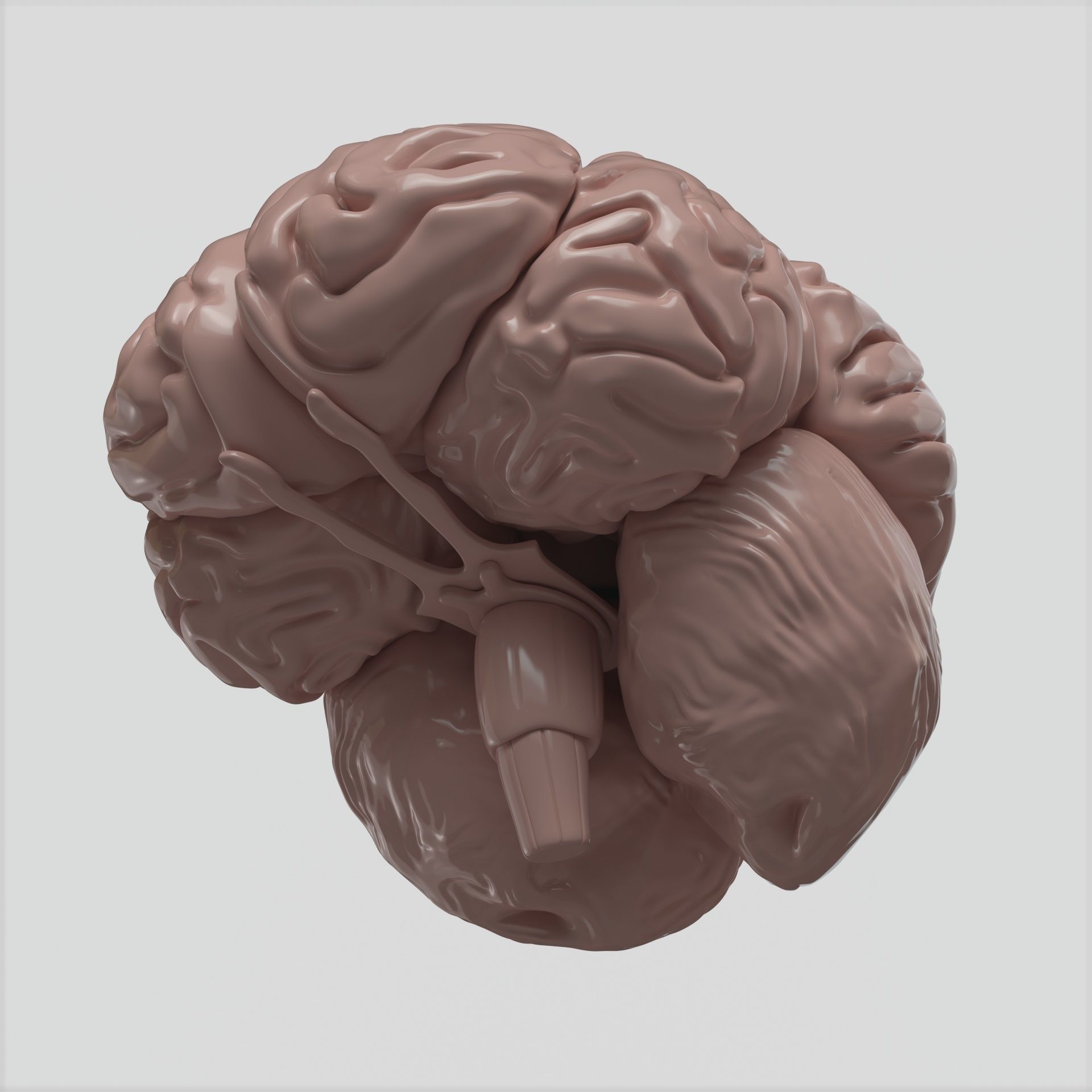 Brain human 3D model_4