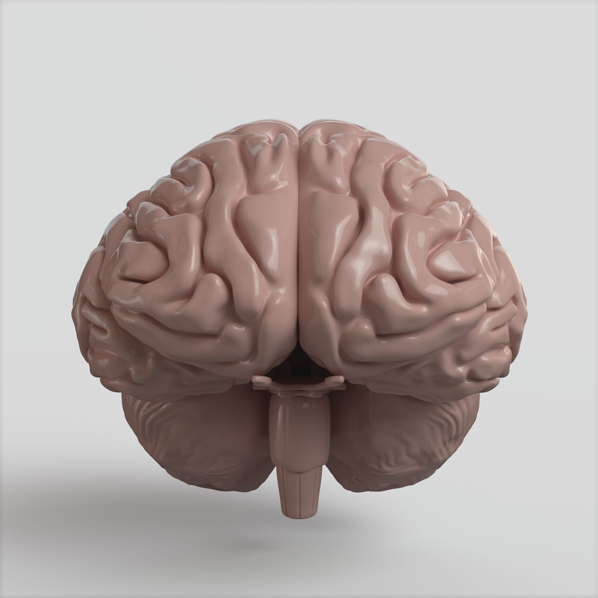 Brain human 3D model_2