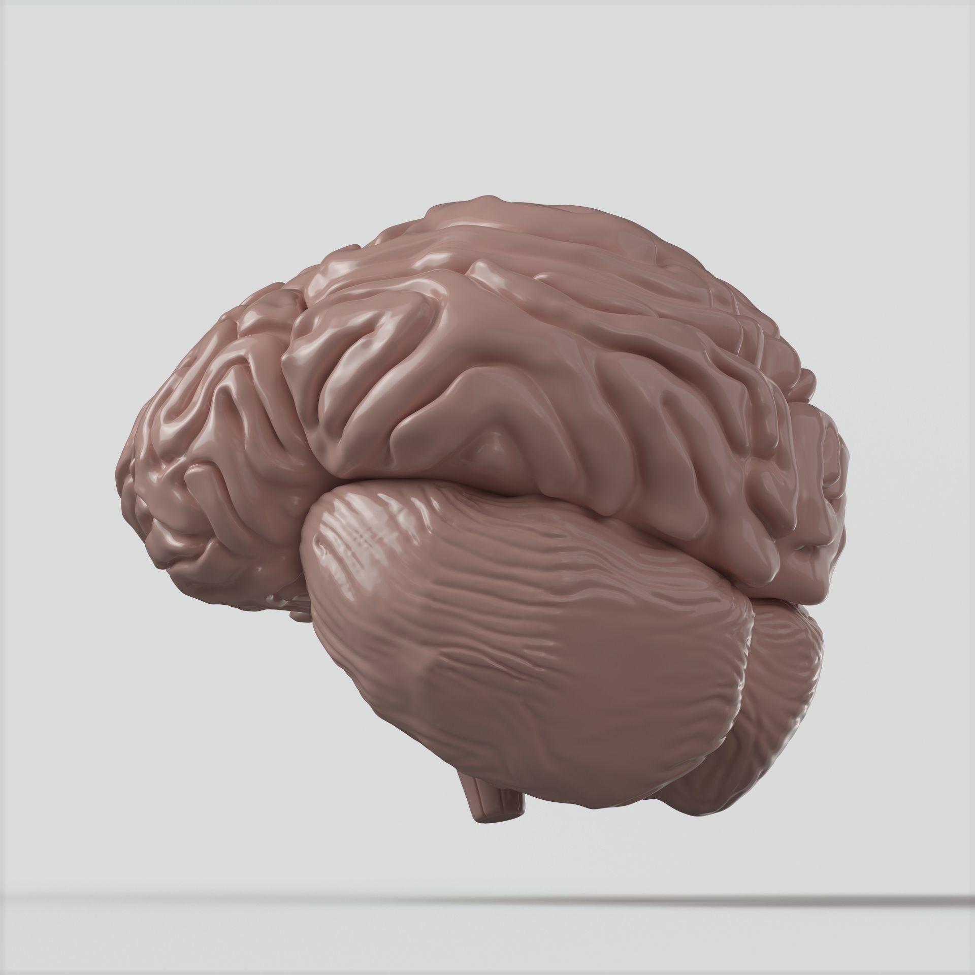 Brain human 3D model_3
