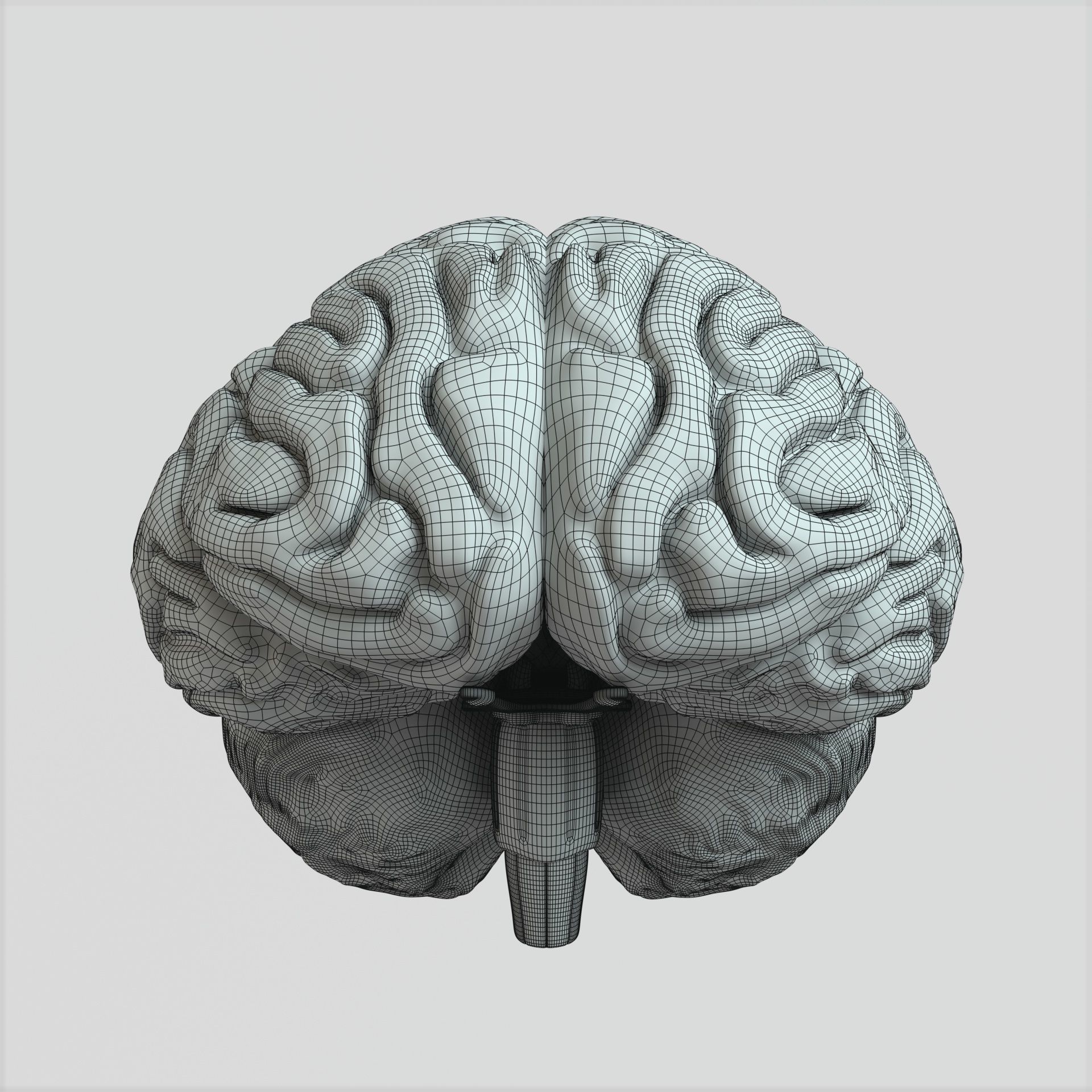 Brain human 3D model_10