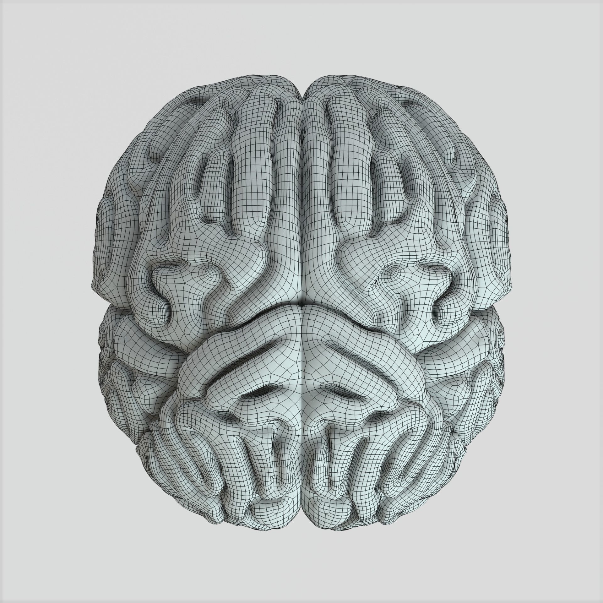 Brain human 3D model_14