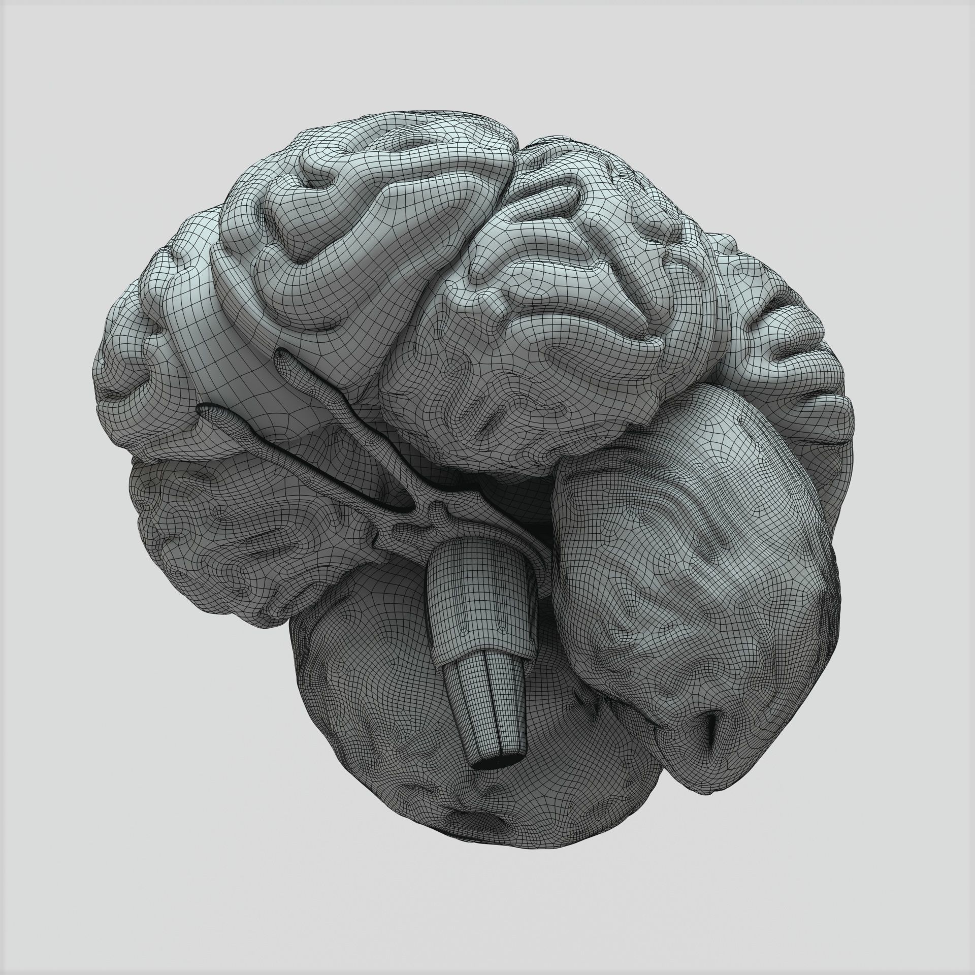 Brain human 3D model_12