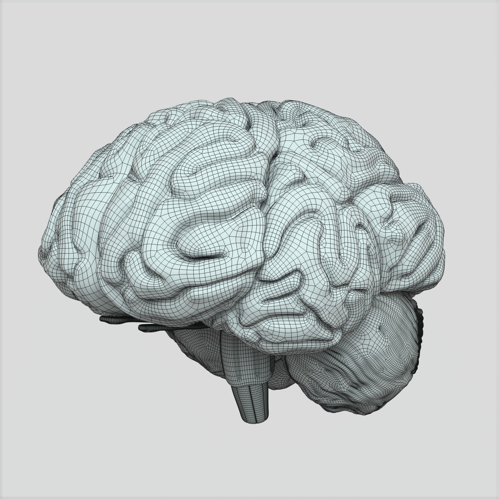 Brain human 3D model_8