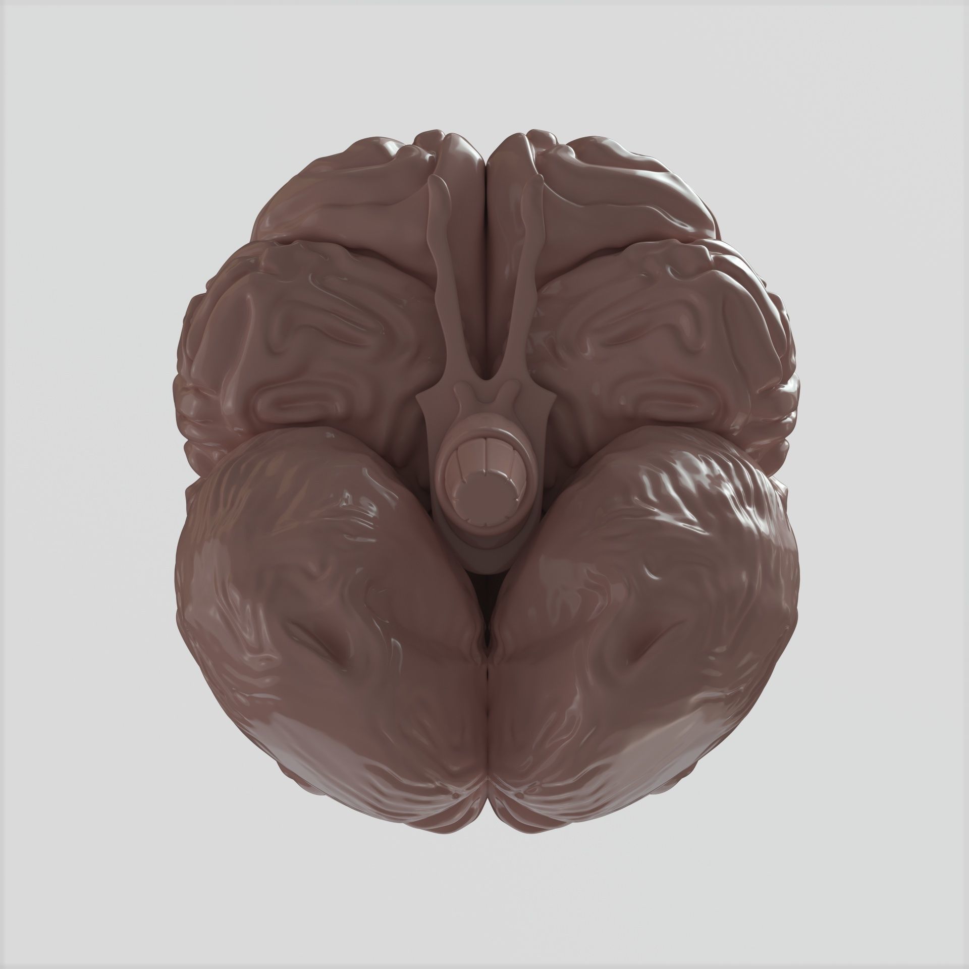 Brain human 3D model_5