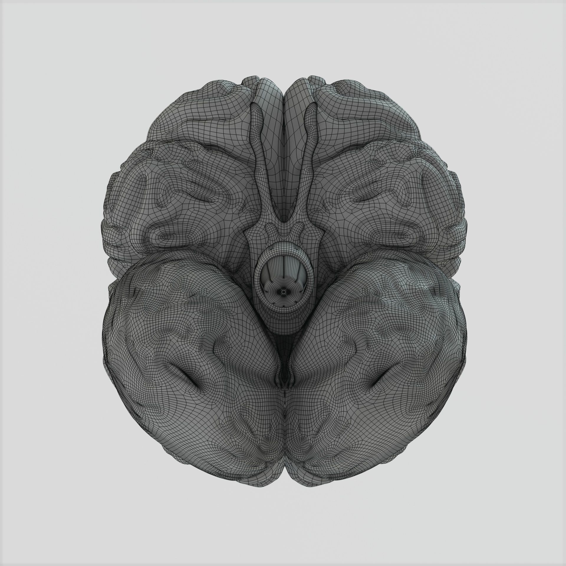 Brain human 3D model_13