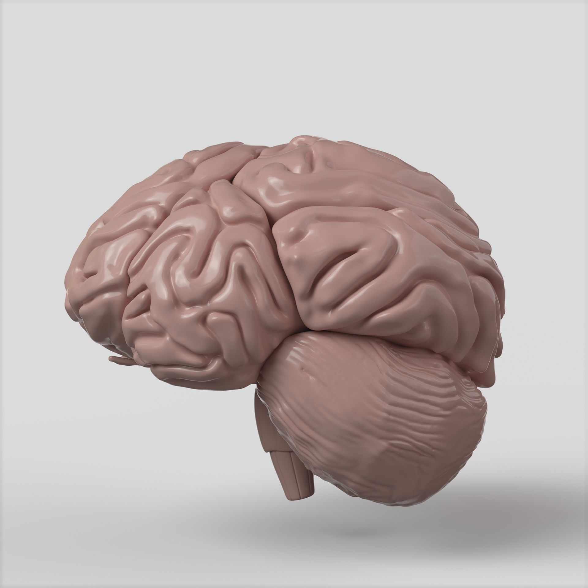 Brain human 3D model_1