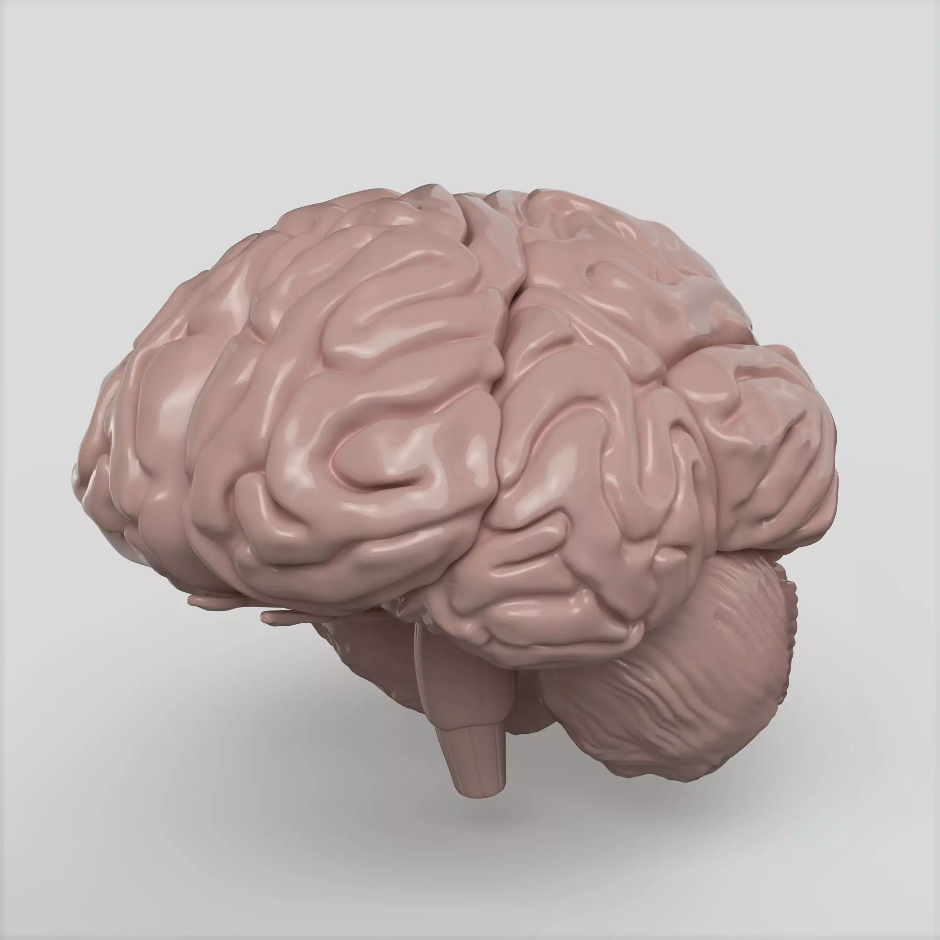 Brain human 3D model_0