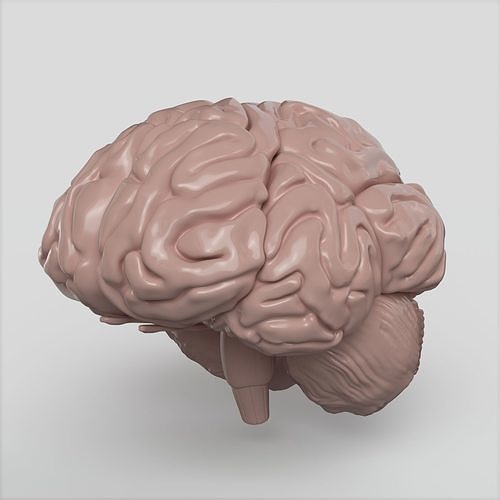 Brain human 3D model