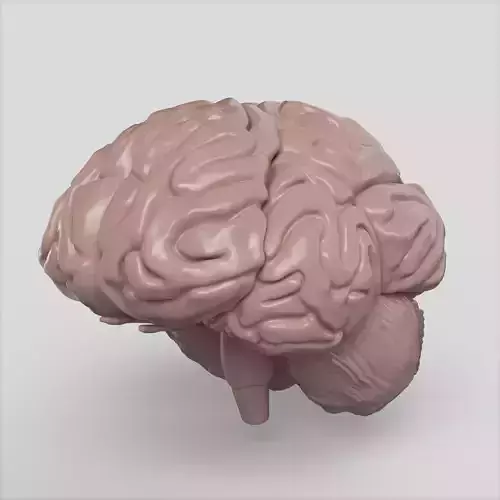 Brain human