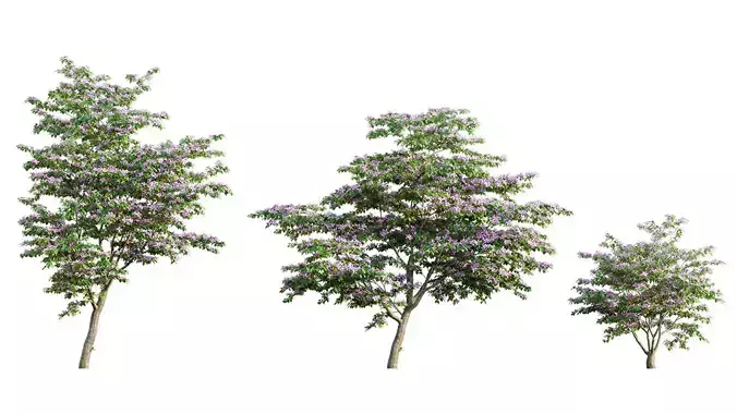 Cornus kousa -Chinese Dogwood - Kousa Dogwood 02