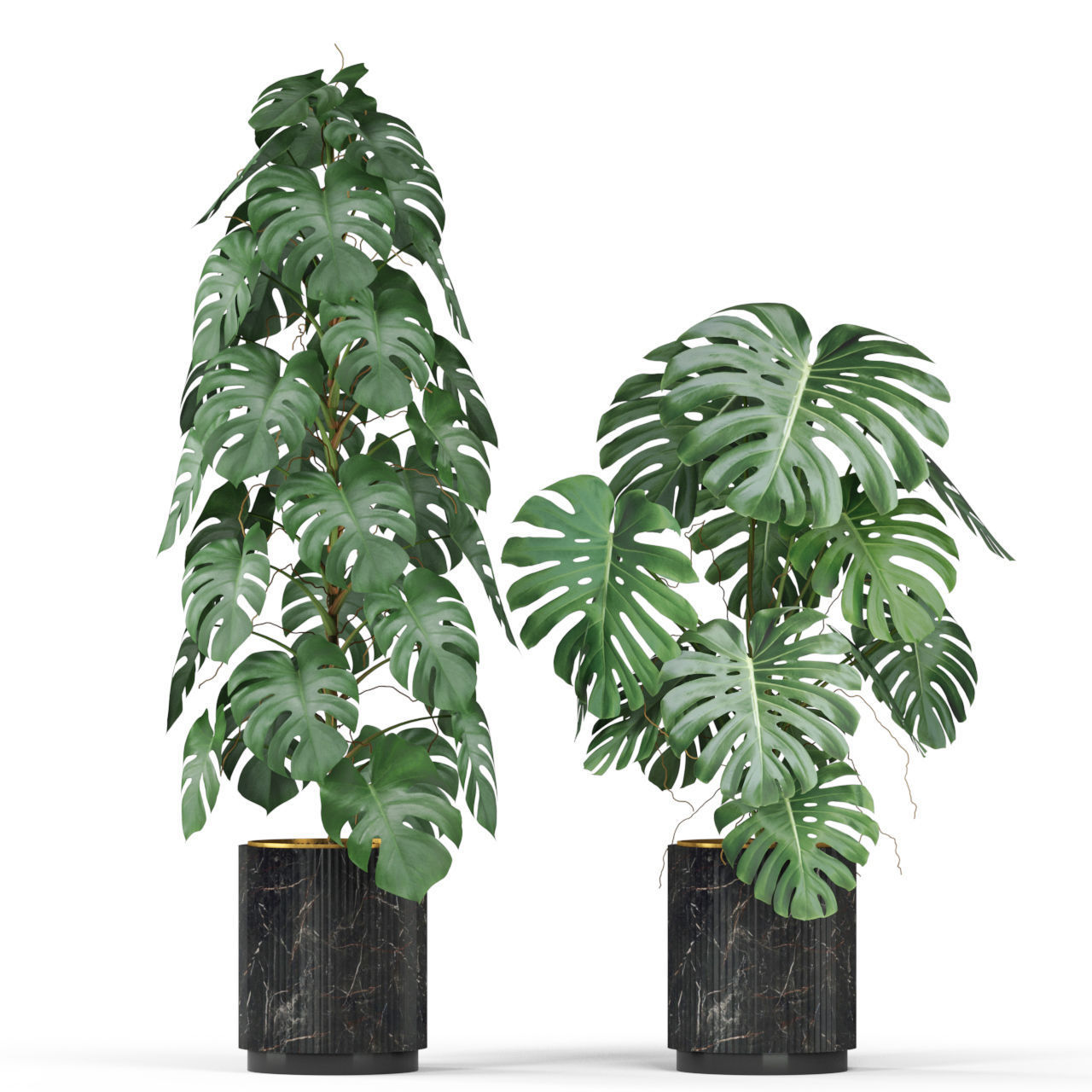 Plants collection 584 3D model_2
