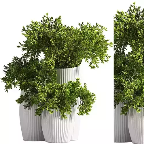 Bouquet 3 plant in pot