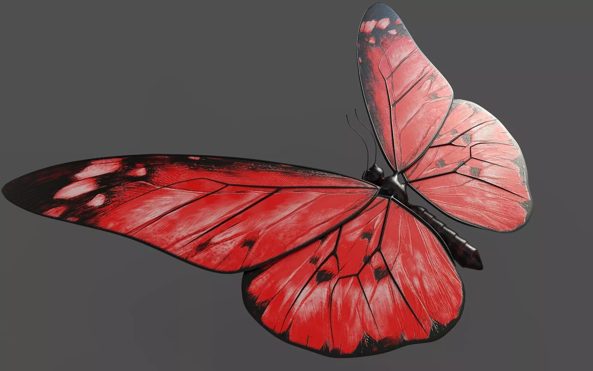 Butterfly 3d model with wings Low-poly 3D model_0