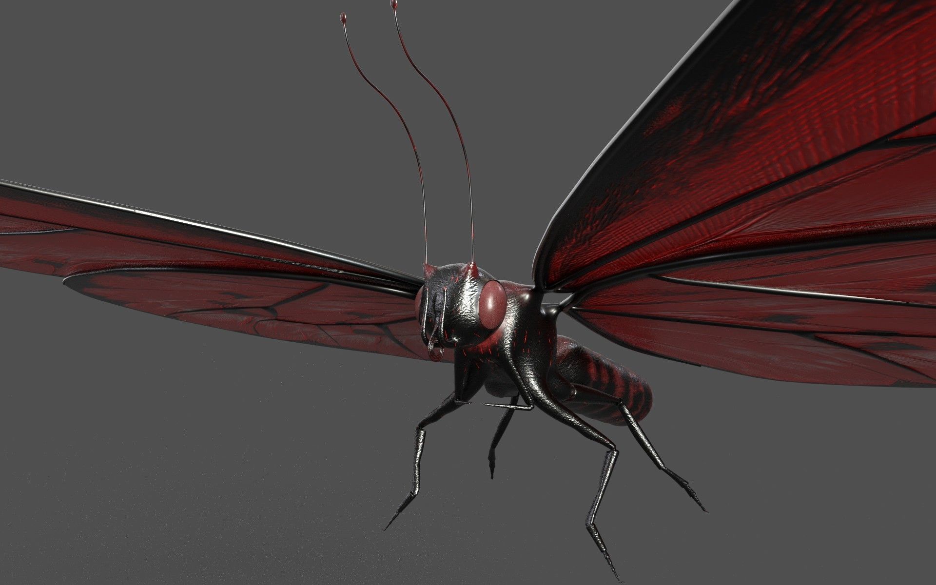 Butterfly 3d model with wings Low-poly 3D model_1