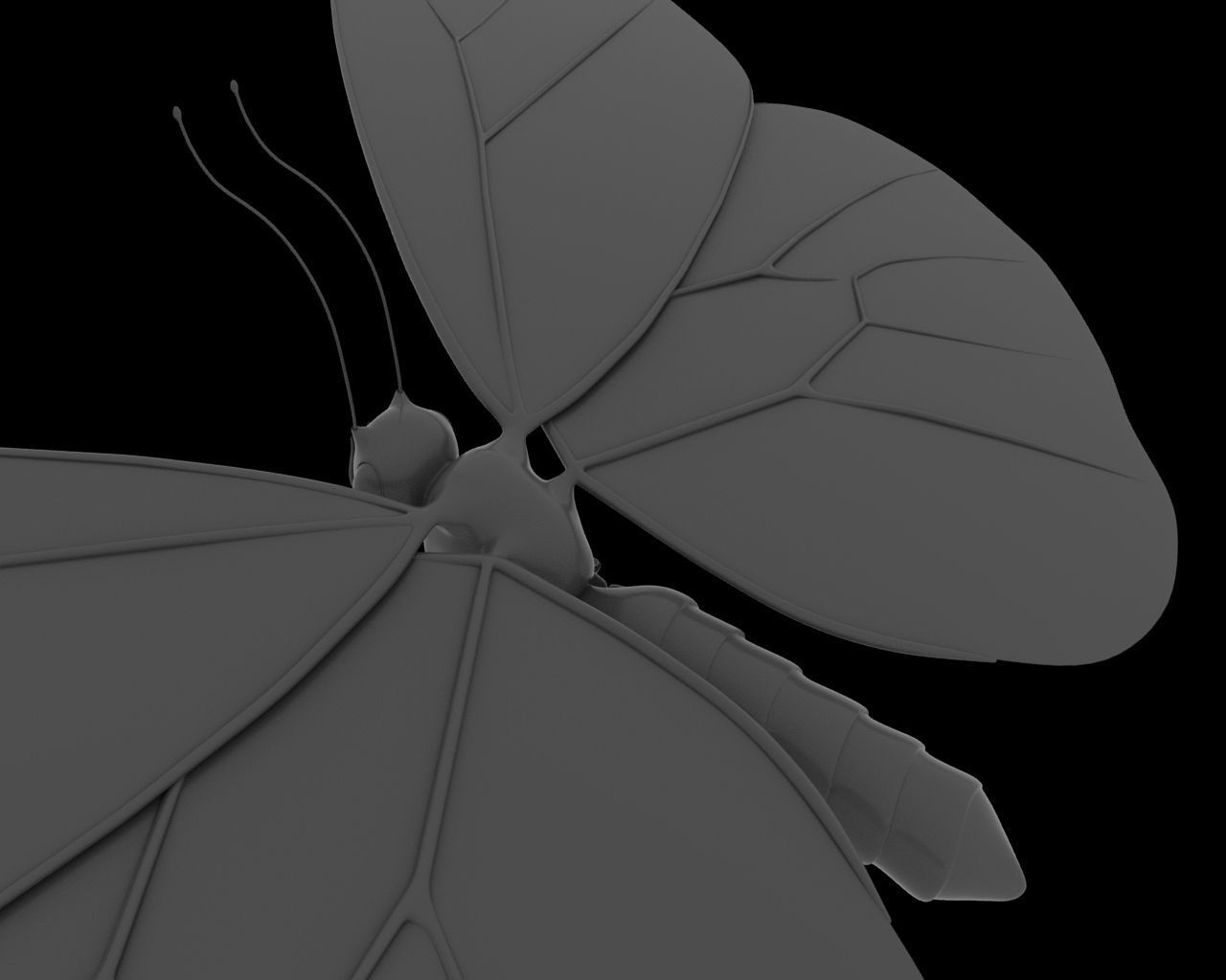 Butterfly 3d model with wings Low-poly 3D model_4