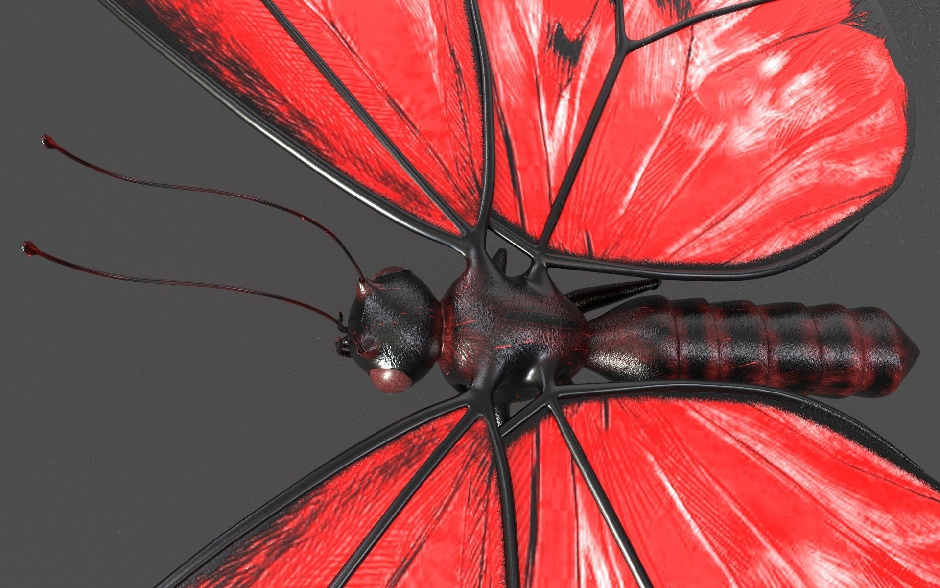 Butterfly 3d model with wings Low-poly 3D model_2