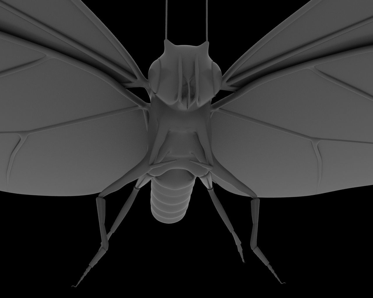 Butterfly 3d model with wings Low-poly 3D model_5