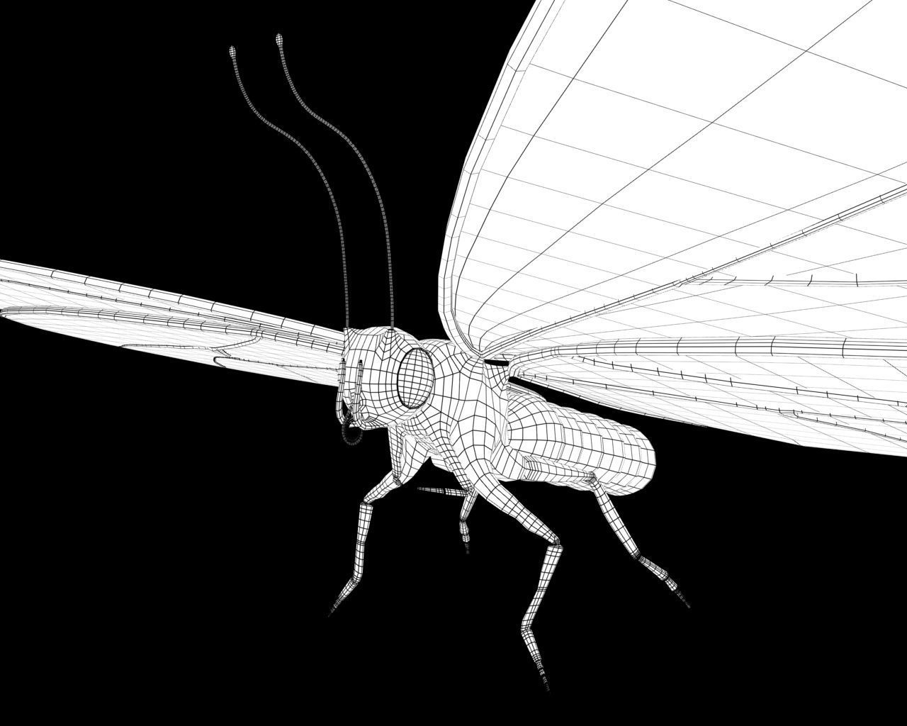 Butterfly 3d model with wings Low-poly 3D model_10