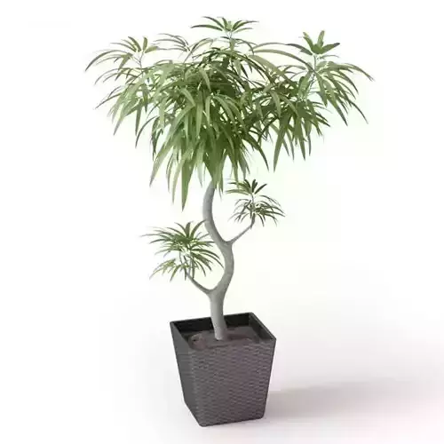 Potted Leaf Tree