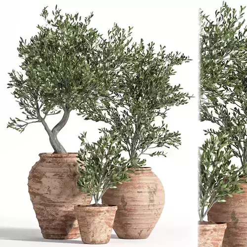OliveTreeInAntiquePottery2015 three olive trees in pots
