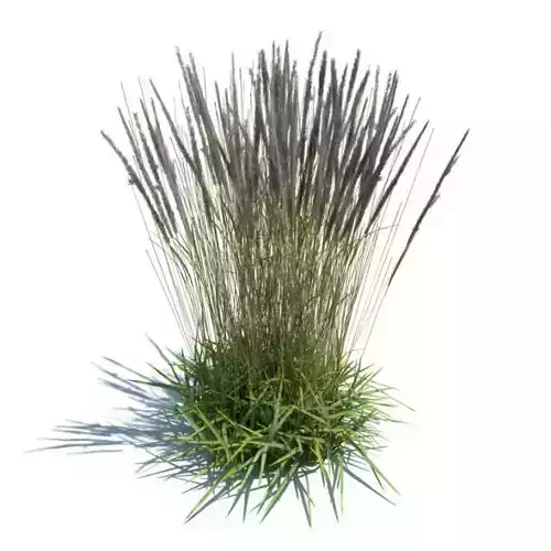 Prairie Grass Patch 3D model