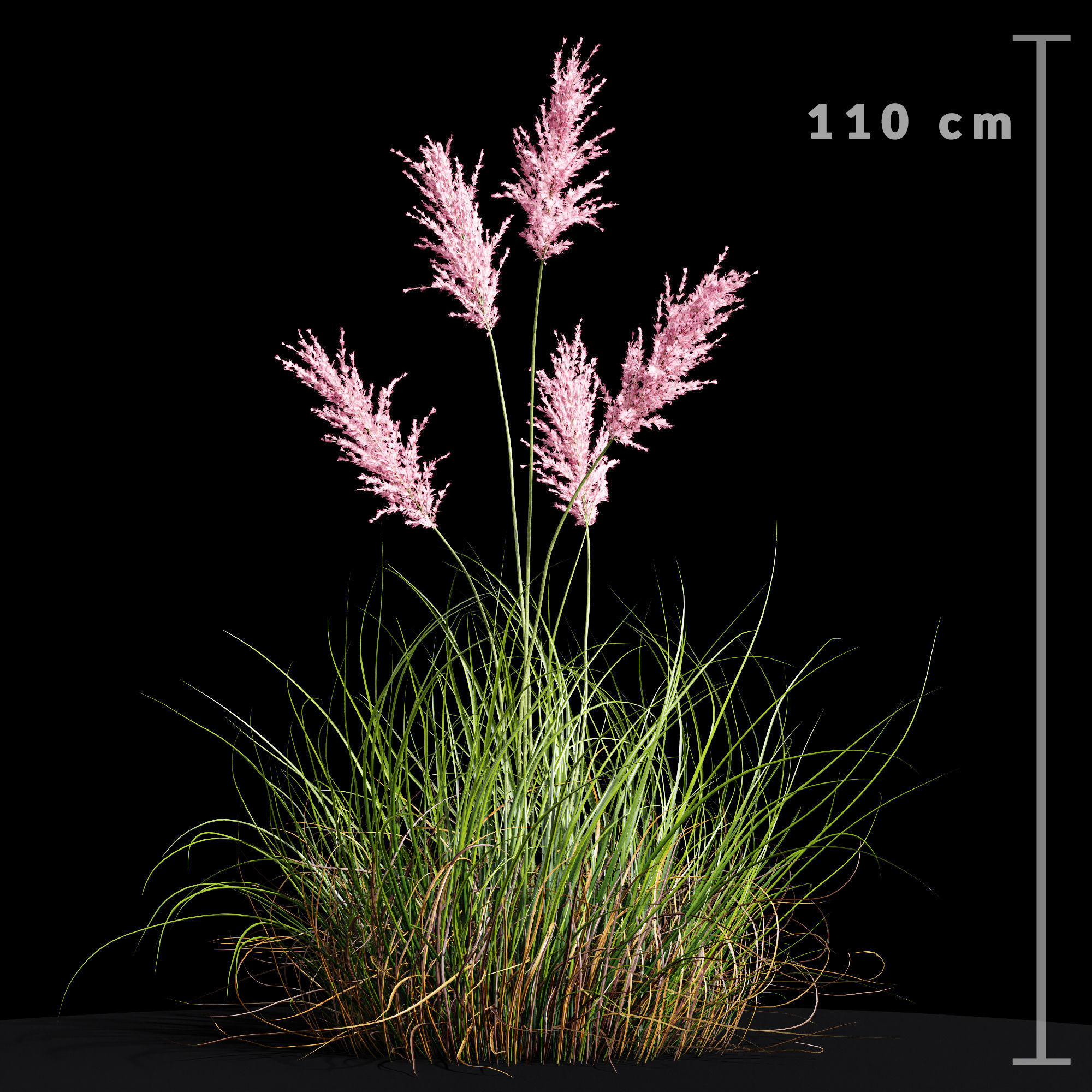 Cortaderia dioecious Selloana Grass 3D model_2