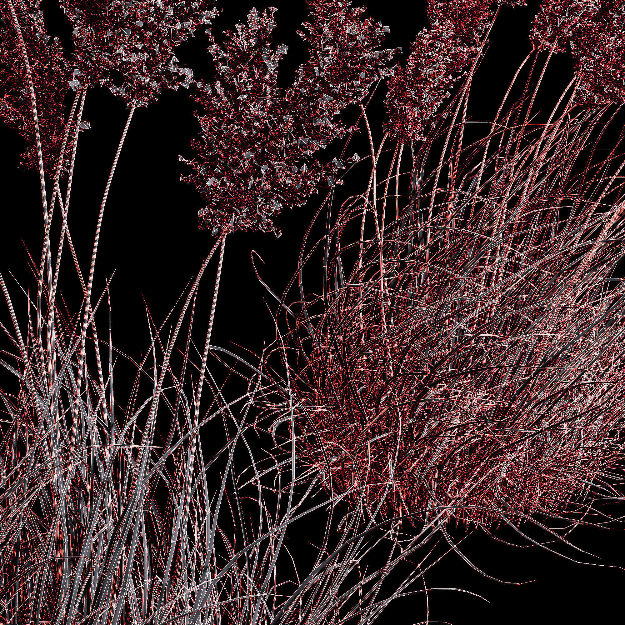 Cortaderia dioecious Selloana Grass 3D model_5