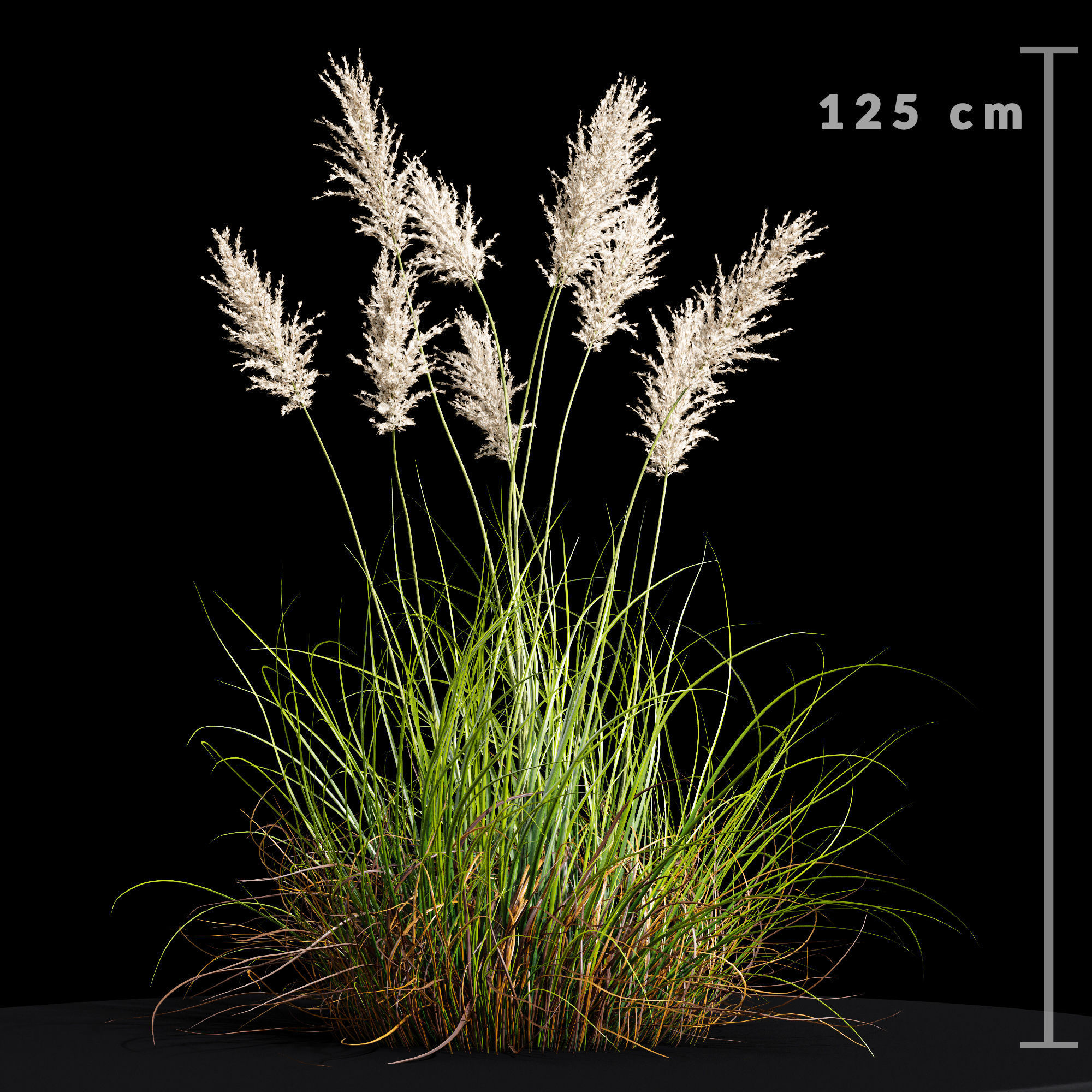 Cortaderia dioecious Selloana Grass 3D model_3
