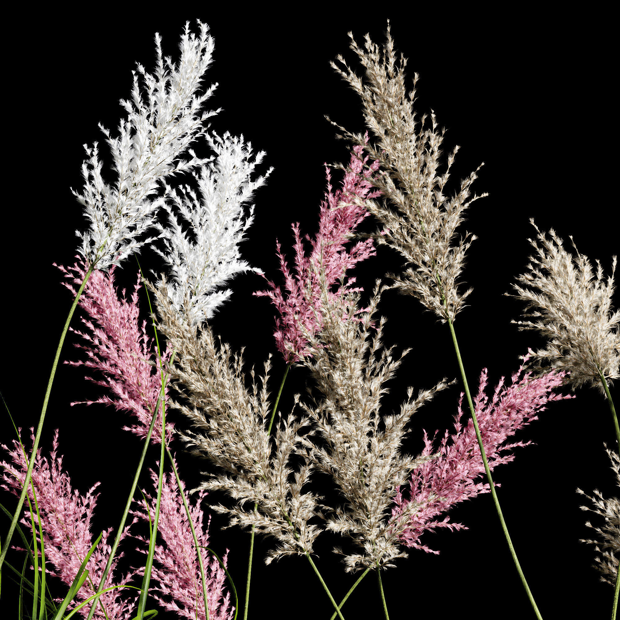Cortaderia dioecious Selloana Grass 3D model_4