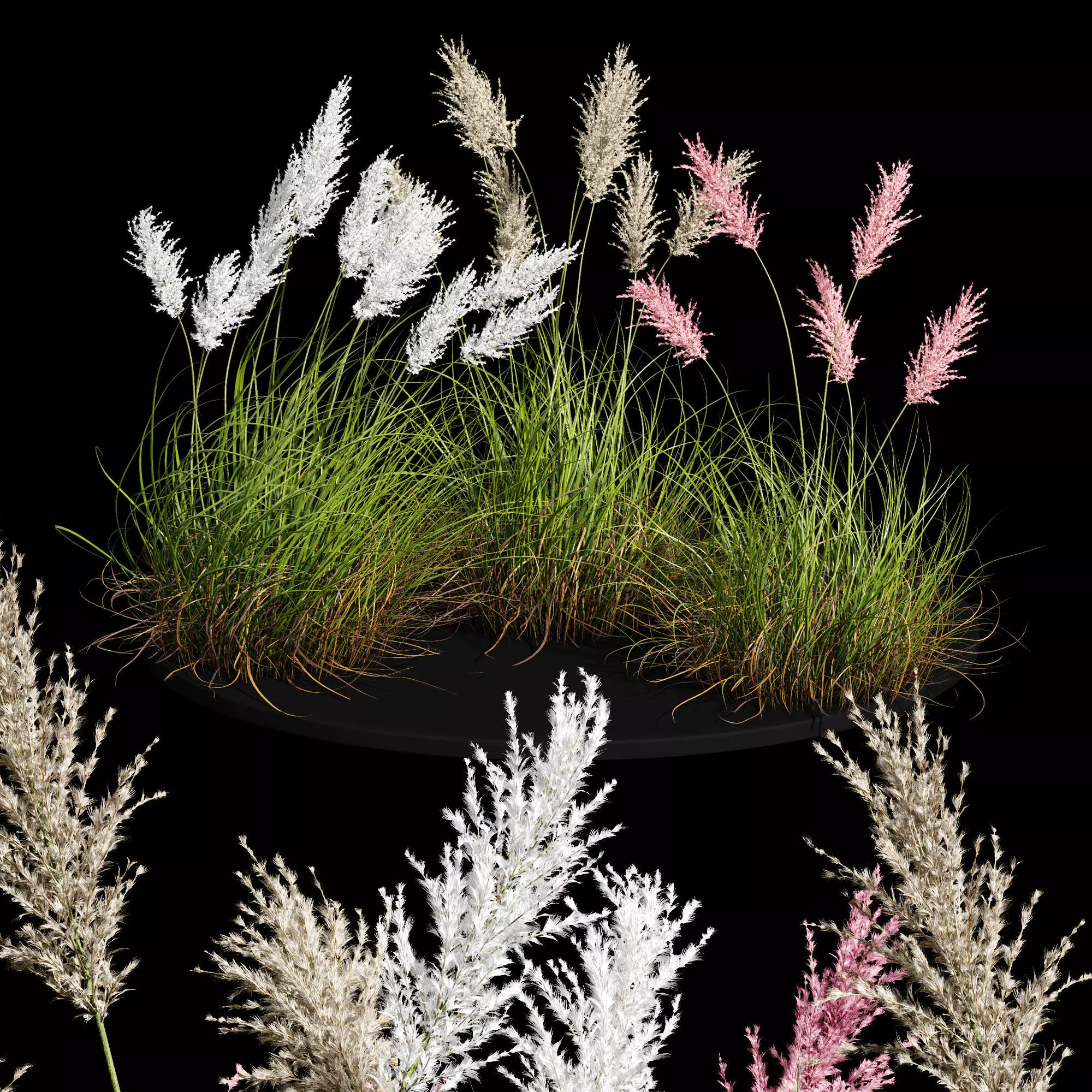 Cortaderia dioecious Selloana Grass 3D model_0