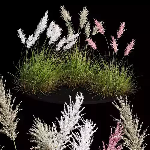 Cortaderia dioecious Selloana Grass 3D model
