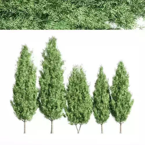 5 diffrent tree Italian Cypress 3D model