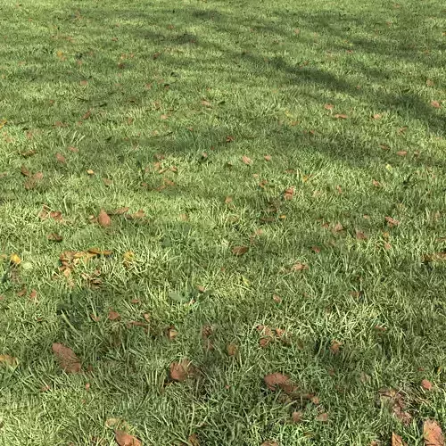 Lawn with autumn leaves