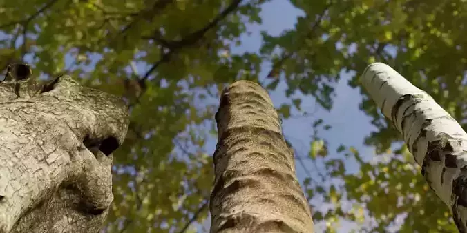 Photorealistic Different Tree Trunks