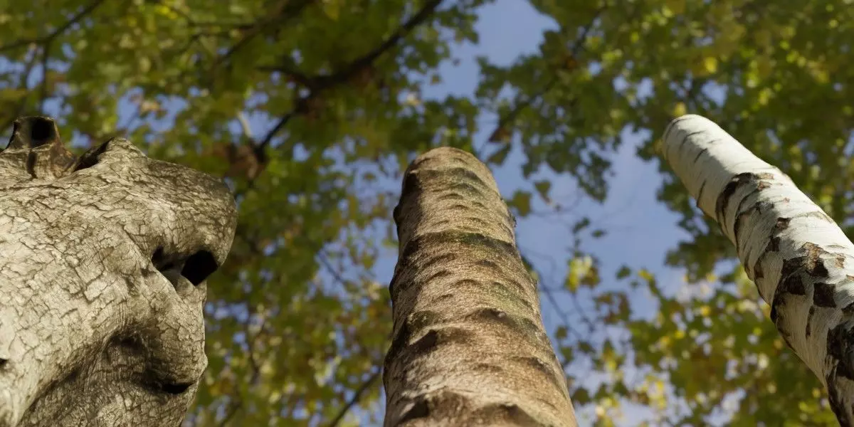 Photorealistic Different Tree Trunks Low-poly 3D model_0