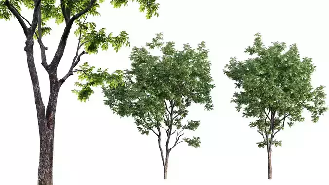 Juglans regia - Common walnut