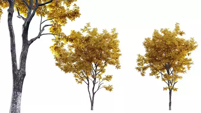 Juglans regia - Common walnut- fall