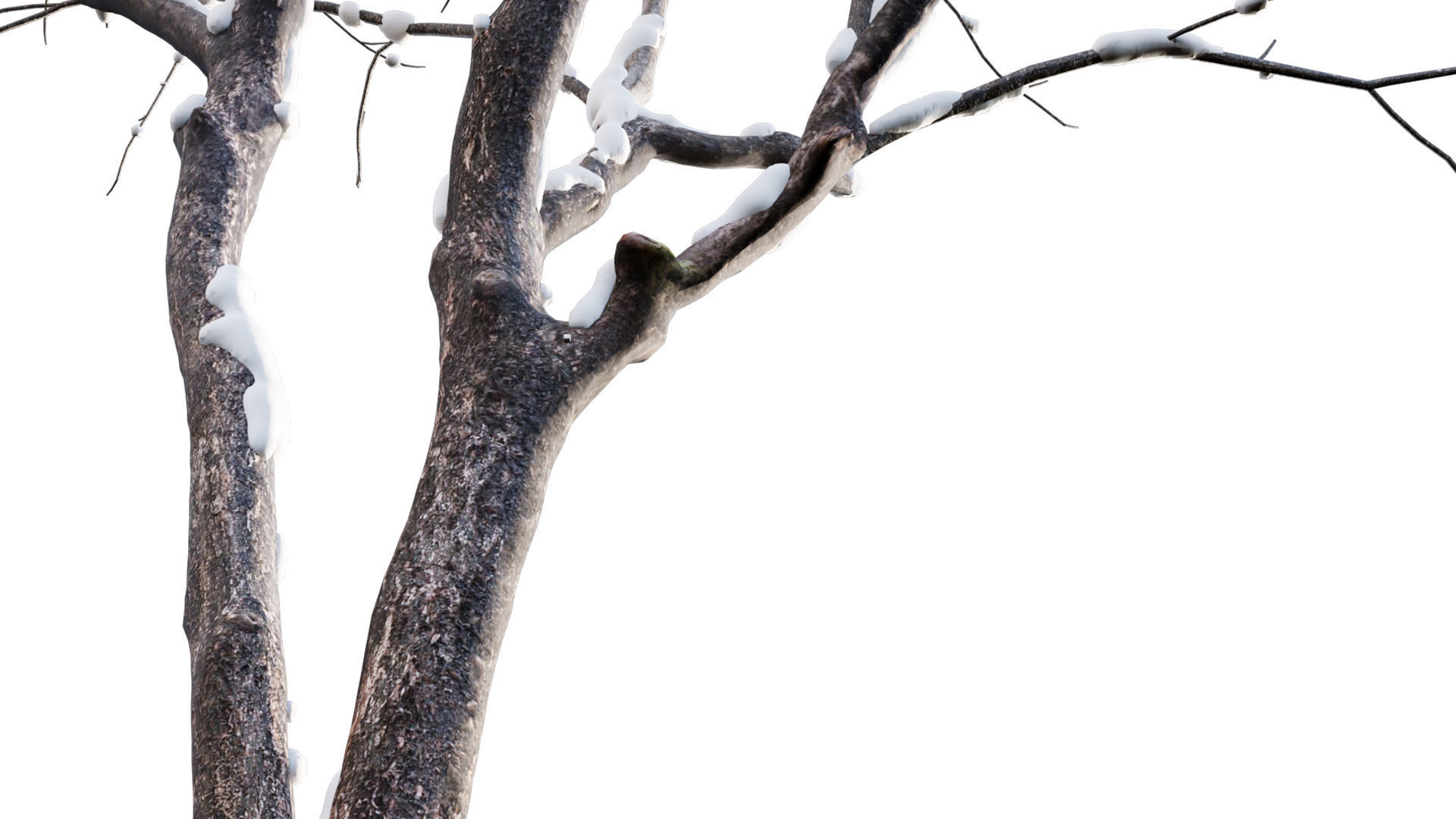 Juglans regia - Common walnut - winter - snow 3D model_2