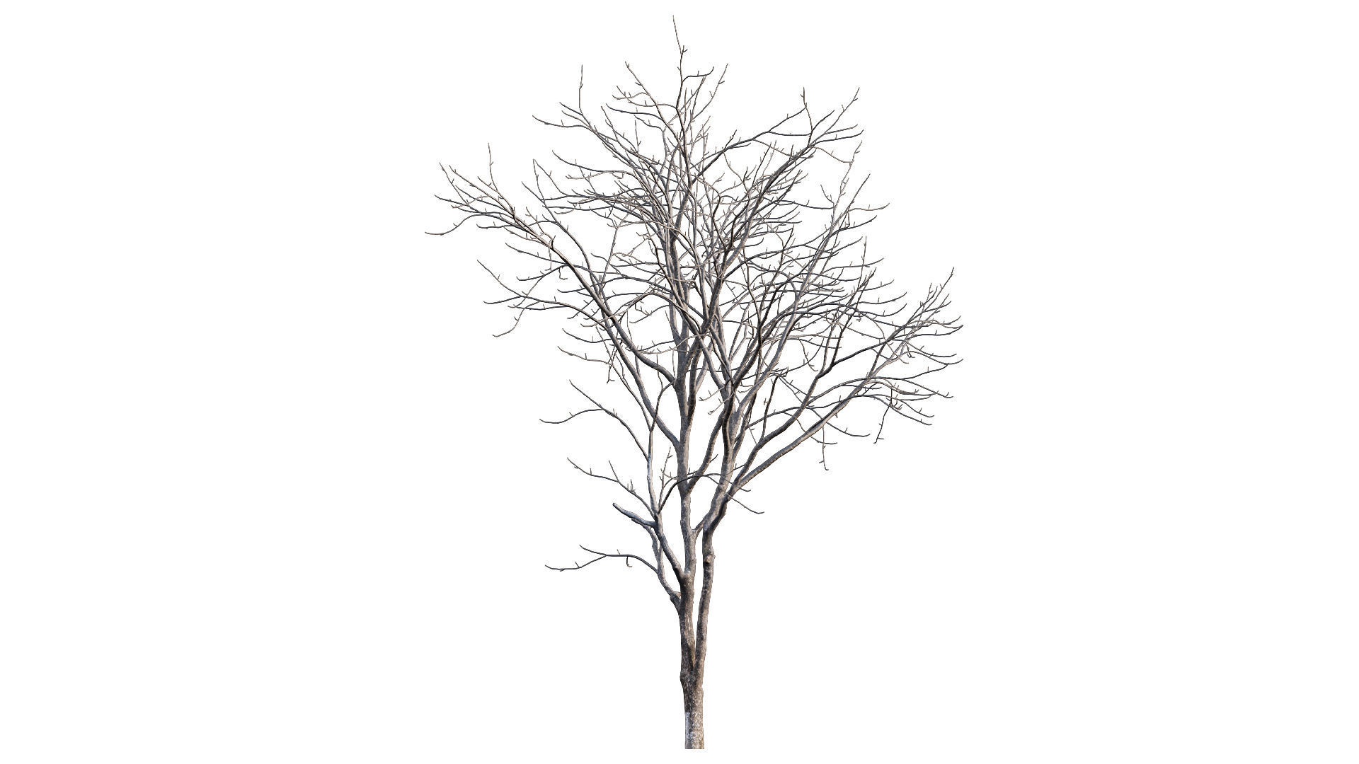 Juglans regia - Common walnut - winter - snow 3D model_3