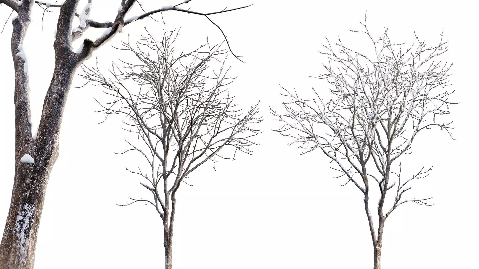 Juglans regia - Common walnut - winter - snow 3D model_0