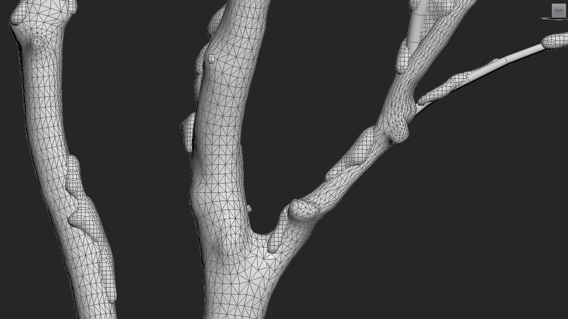 Juglans regia - Common walnut - winter - snow 3D model_5