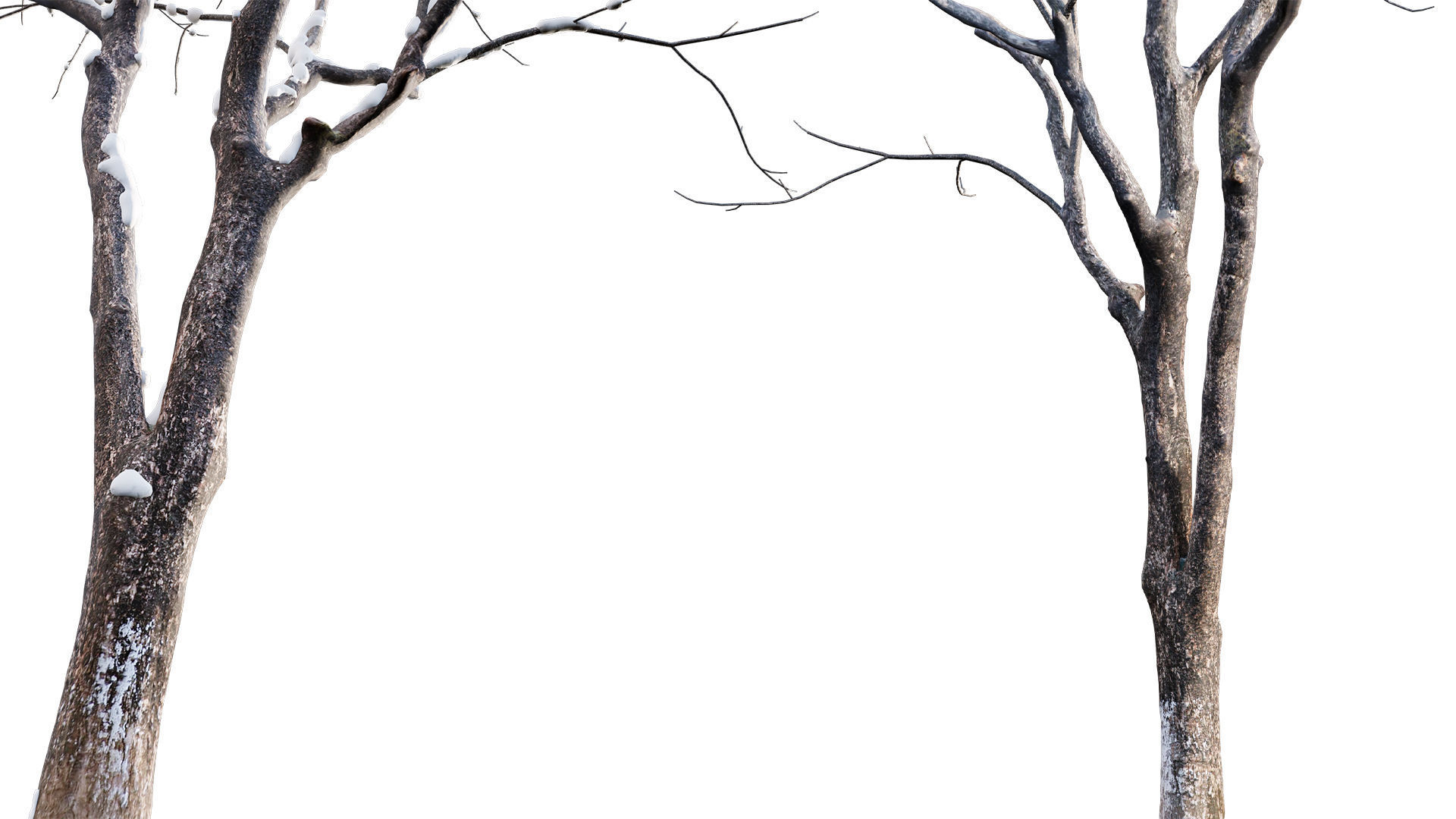 Juglans regia - Common walnut - winter - snow 3D model_1