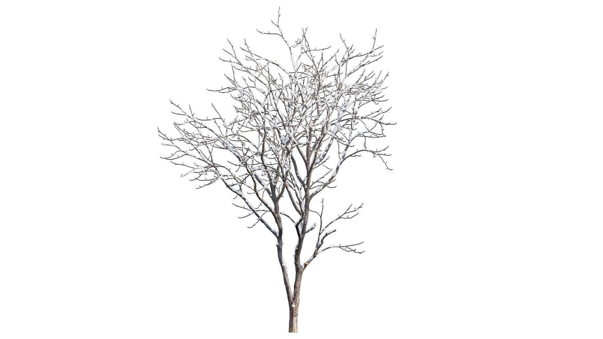 Juglans regia - Common walnut - winter - snow 3D model_4