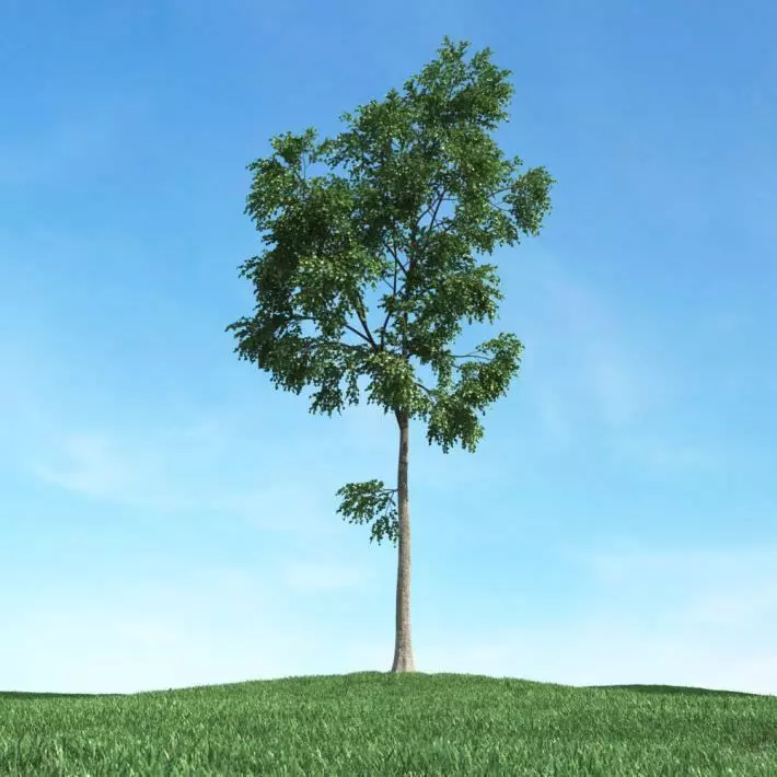 Green Leafed Tree 3D model_0