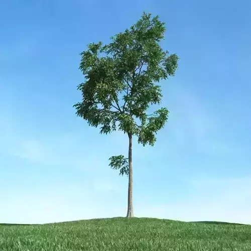 Green Leafed Tree 3D model