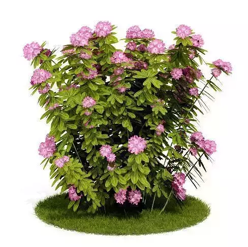 Pink And Green Flowers